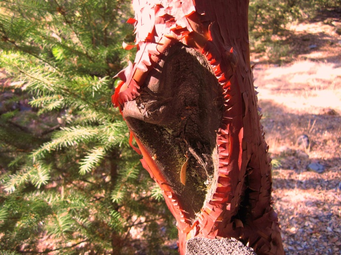 psychedelic tree